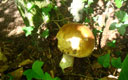 Champignon