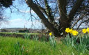 Les jonquilles, symbole du printemps